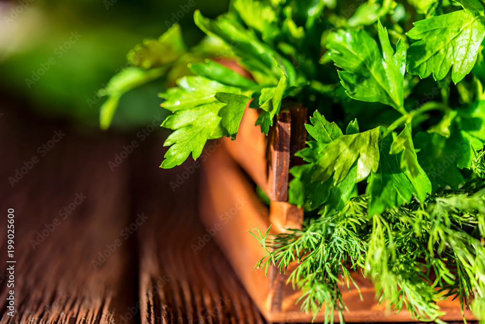 Fototapeta premium Fresh dill and parsley in wooden box close