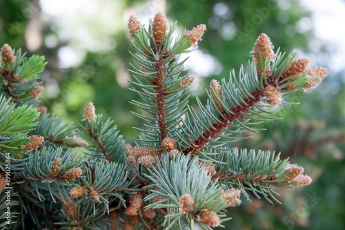 Young brown cones are growing on a branch of blue spruce.