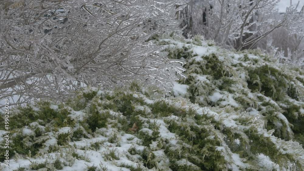 Frozen trees and plants Frozen trees and plants