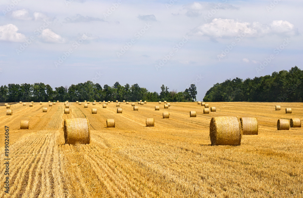 A field with straw bales after harvest on the green trees background and cloudy sky