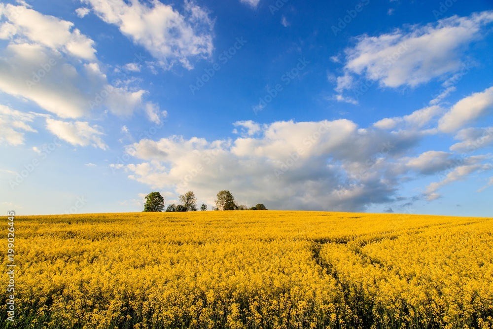 Sommerliches Rapsfeld unter blauem Himmel