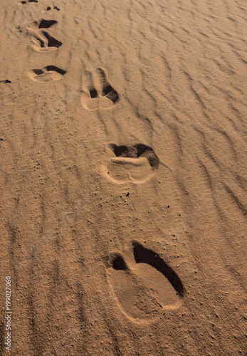 Camel foot prints in Wadi Rum desert