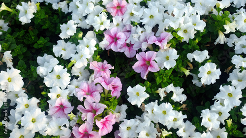 Romantic and beautiful pink and white flowers photo