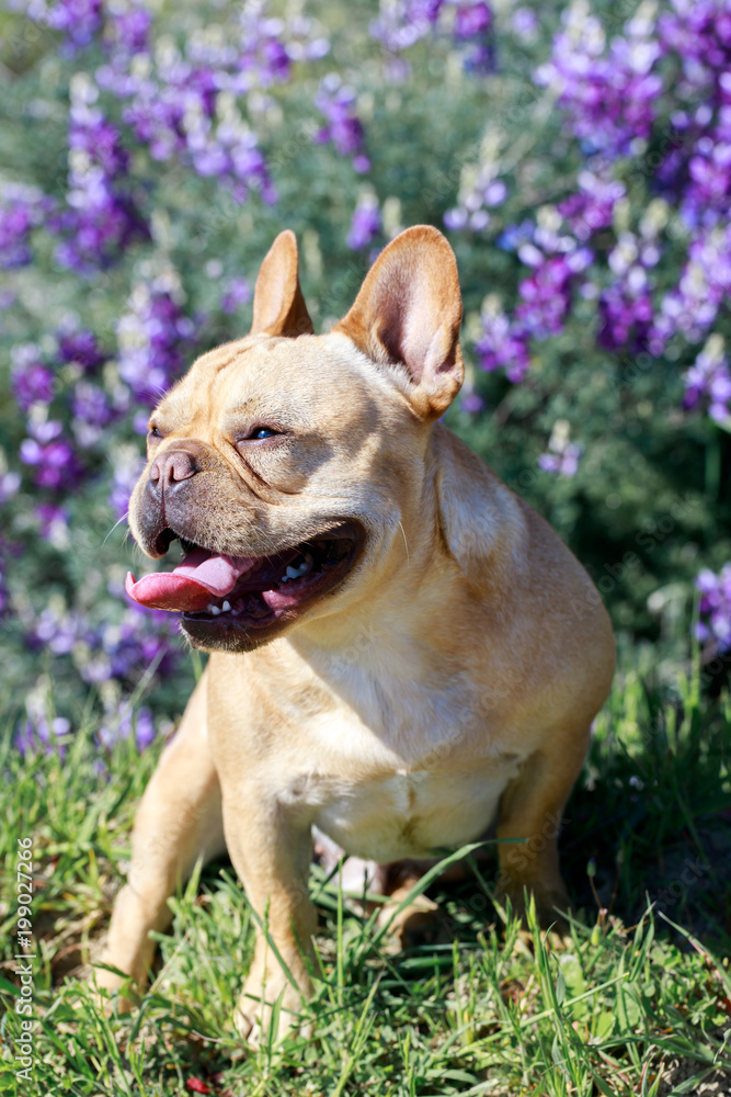 Hiking with top french bulldog