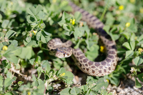 Pacific Gopher Snake (Pituophis catenifer catenifer) Adult in defensive posture. Dublin Hills Regional Park, Alameda County, California, USA.