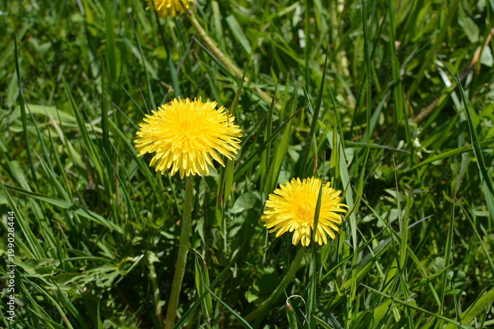 Dandelions in a meadow in summer Dandelions in a meadow in summer