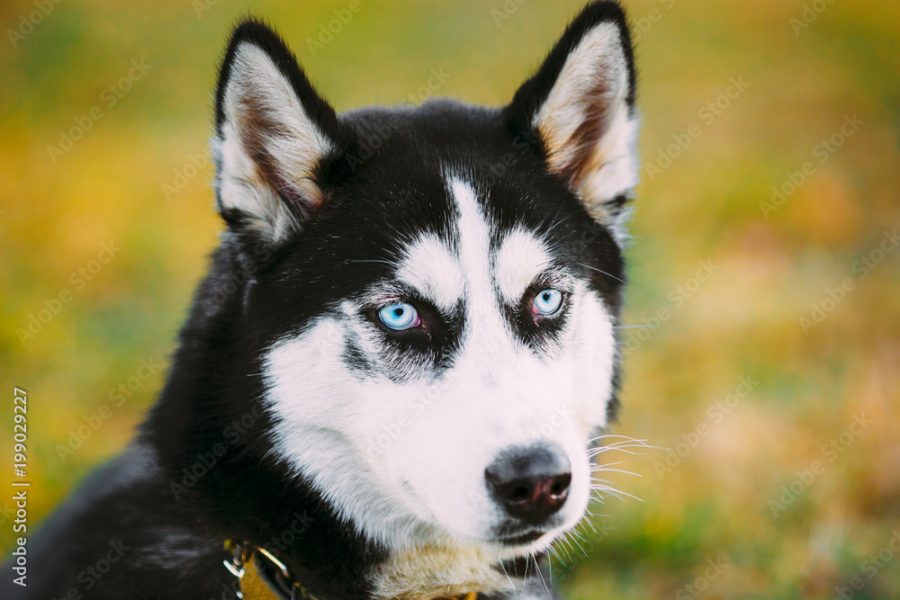 Young Happy Husky Puppy Eskimo Dog Young Happy Husky Puppy Eskimo Dog