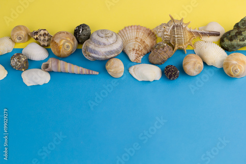 top view seashells yellow and blue background