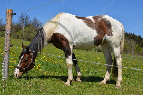 Brown white spotted horse in a yard © Jan