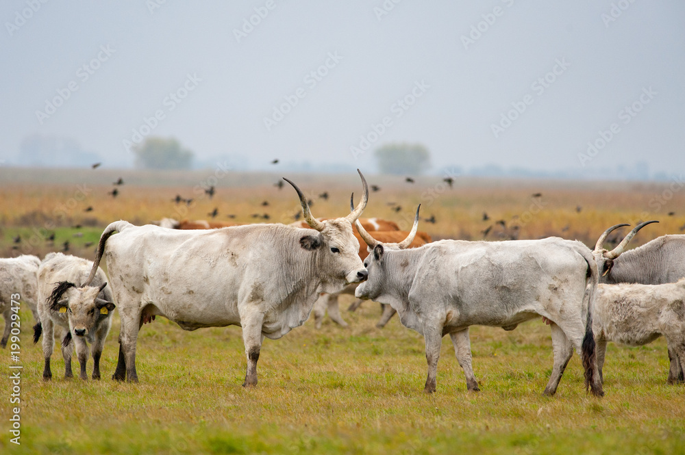 Obraz premium Hungarian Grey Cattle in Hortobagy
