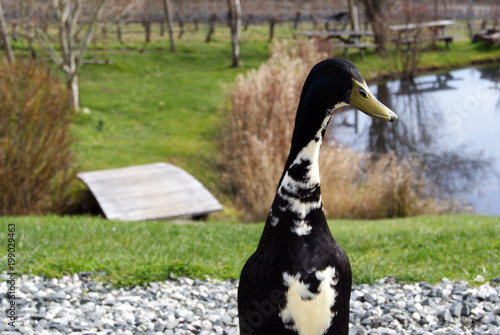 Duck Poses for Photo