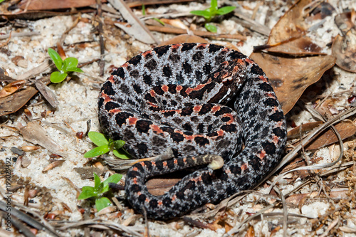 Dusky Pygmy Rattlesnake (Sistrurus miliarius barbouri) Stock Photo | Adobe  Stock