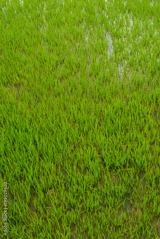 Obraz premium Ryż ryżowy w South Sulawesi, Indonezja