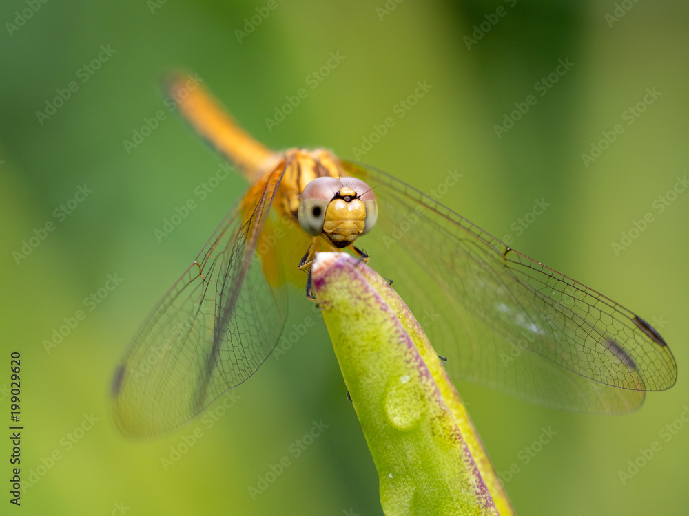 Dragonfly sitting on a plant in Singapore Botanic Gardens Dragonfly sitting on a plant in Singapore Botanic Gardens