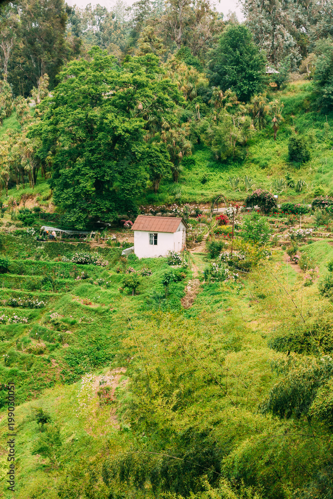 Summer View Of Rose Flowers Plantation On Hillside In Botanical 