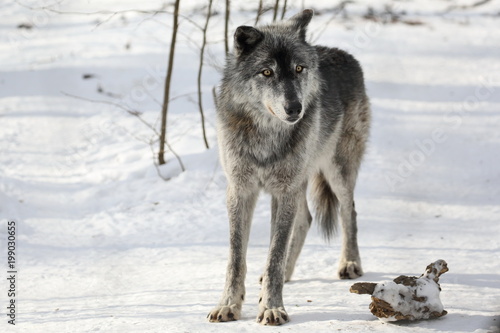 Grauer Wolf im Winter