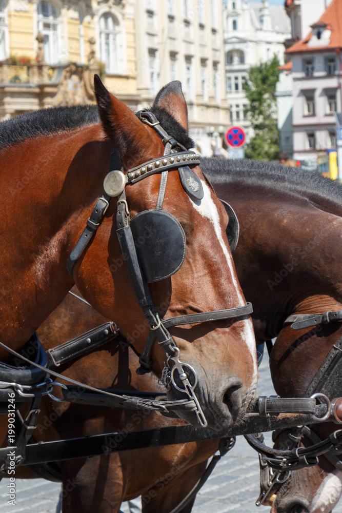 Obraz premium Tête de cheval attelé