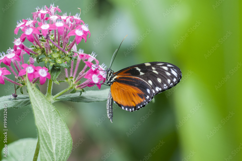 Obraz premium Butterfly_y