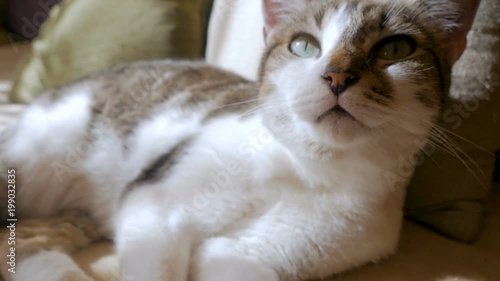 Beautiful healthy pet cat lying down, purring and looking towards the camera