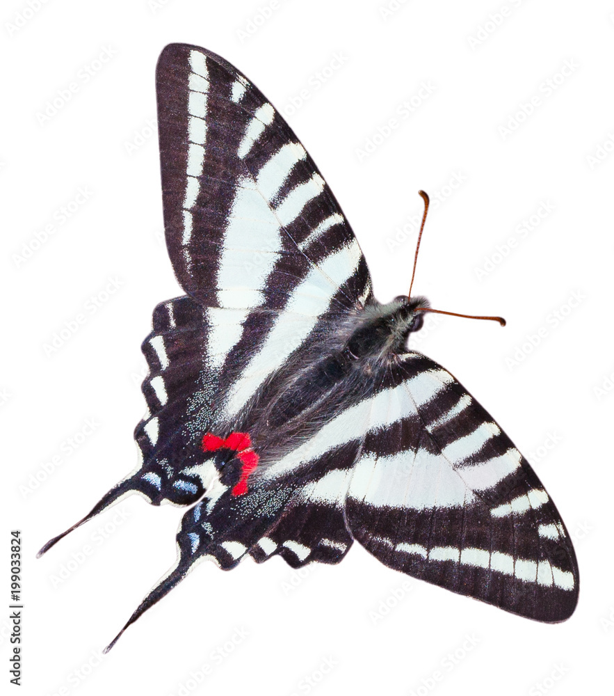 Obraz premium Motyl zebra paziowatych