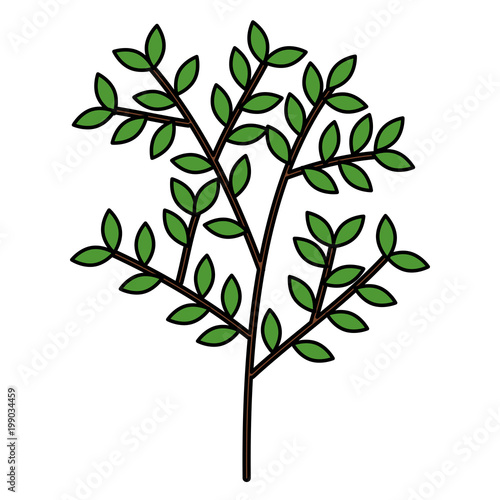 tree branch with leafs vector illustration design