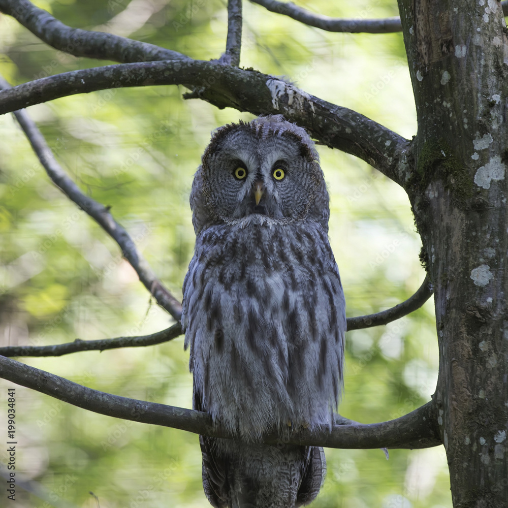 Fototapeta premium yeux de chouette