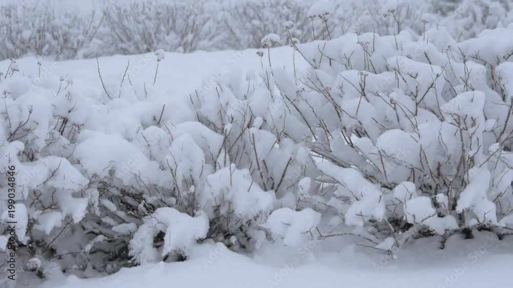 Leafless bushes during snowfall Leafless bushes during snowfall