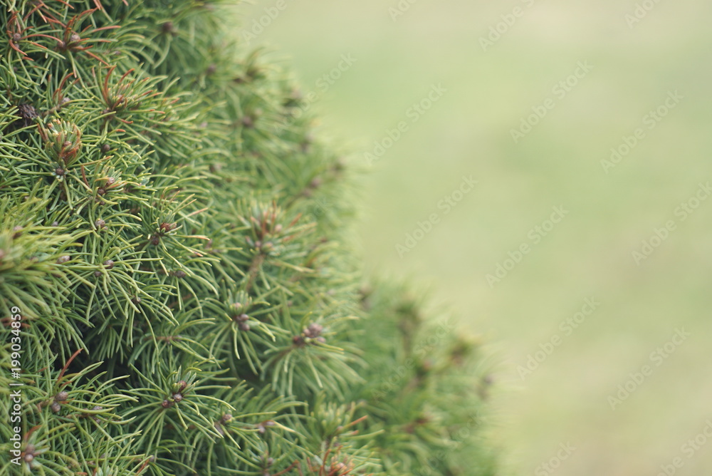 closeup yew tree in spring closeup yew tree in spring