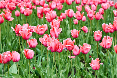 Red tulips in flower field