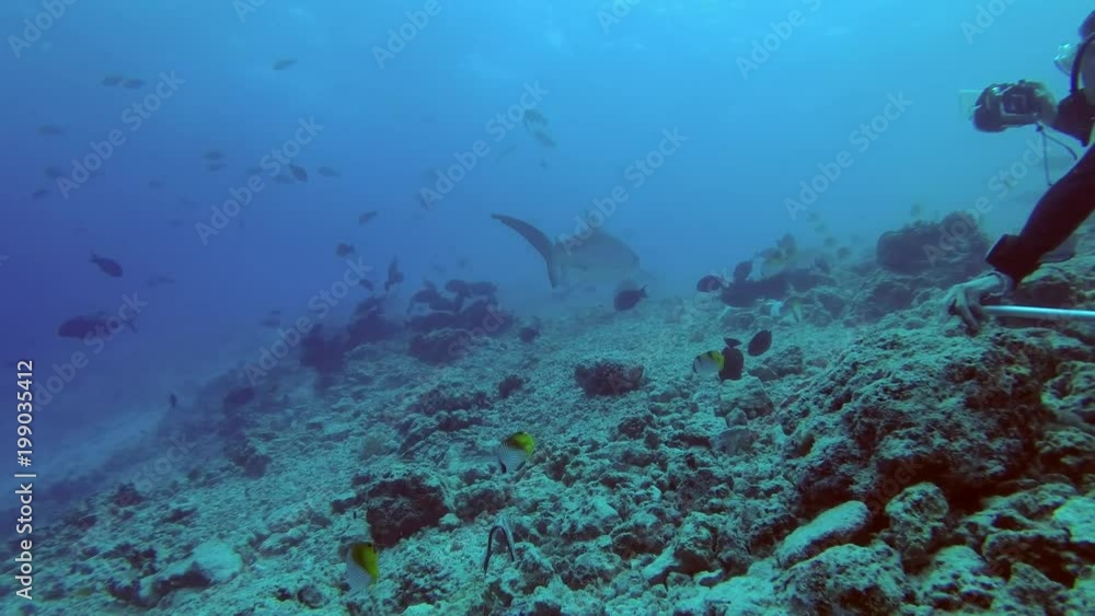 Tiger Shark - Galeocerdo cuvier swim over reef
Tiger Shark - Galeocerdo cuvier swim over reef