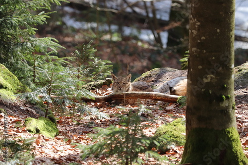 liegend Luchs im bayerischen Wald