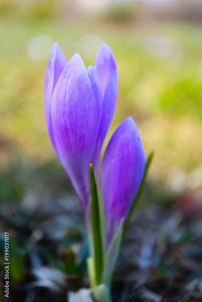 Crocus bright violet spring flower, mountain nature. Saffron flower close up, macro view, blurred garden background. Crocus bright violet spring flower, mountain nature. Saffron flower close up, macro view, blurred garden background.