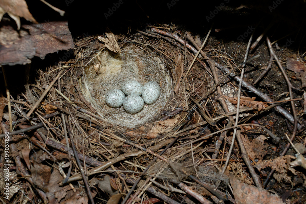 Motacilla alba. The nest of the White Wagtail in nature. Motacilla alba. The nest of the White Wagtail in nature.