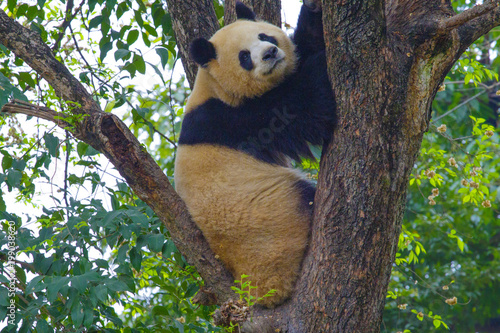 A giant panda is sitting on a tree in China ..