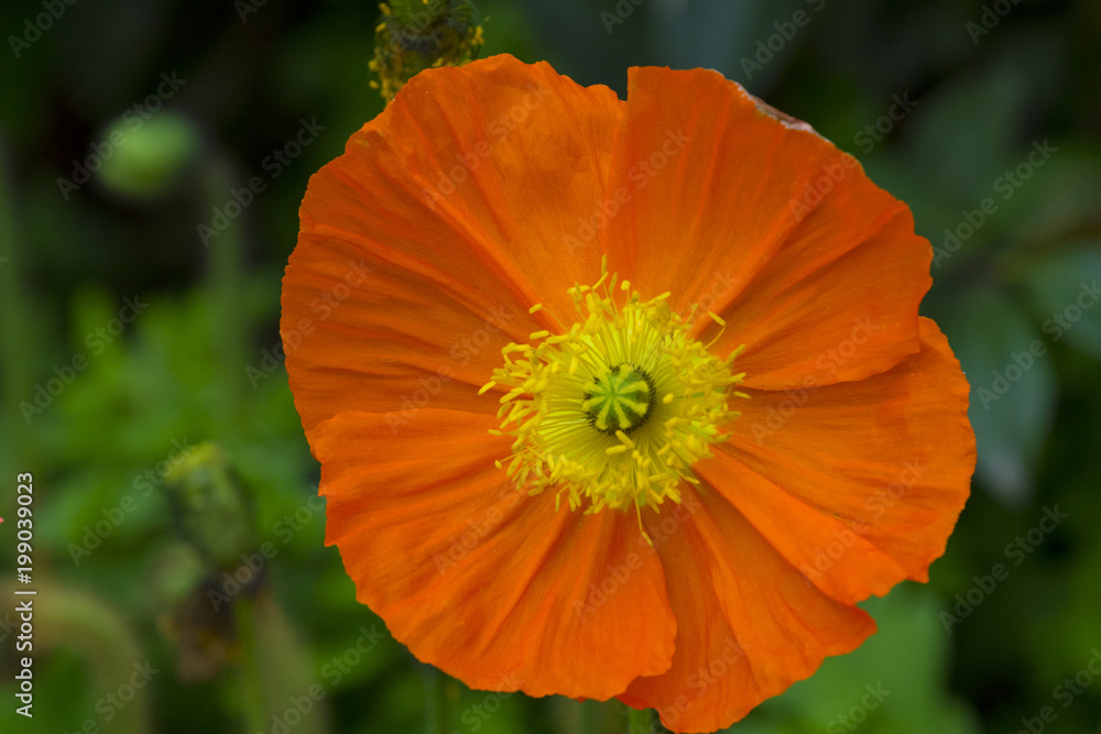 The bee sits on a beautiful bright flower on a sunny morning. The bee sits on a beautiful bright flower on a sunny morning.