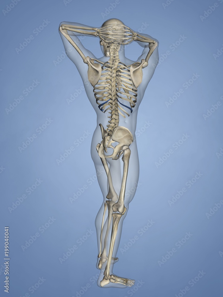 Tenth Rib, Rib Cage, 3D Model Tenth Rib, Rib Cage, 3D Model