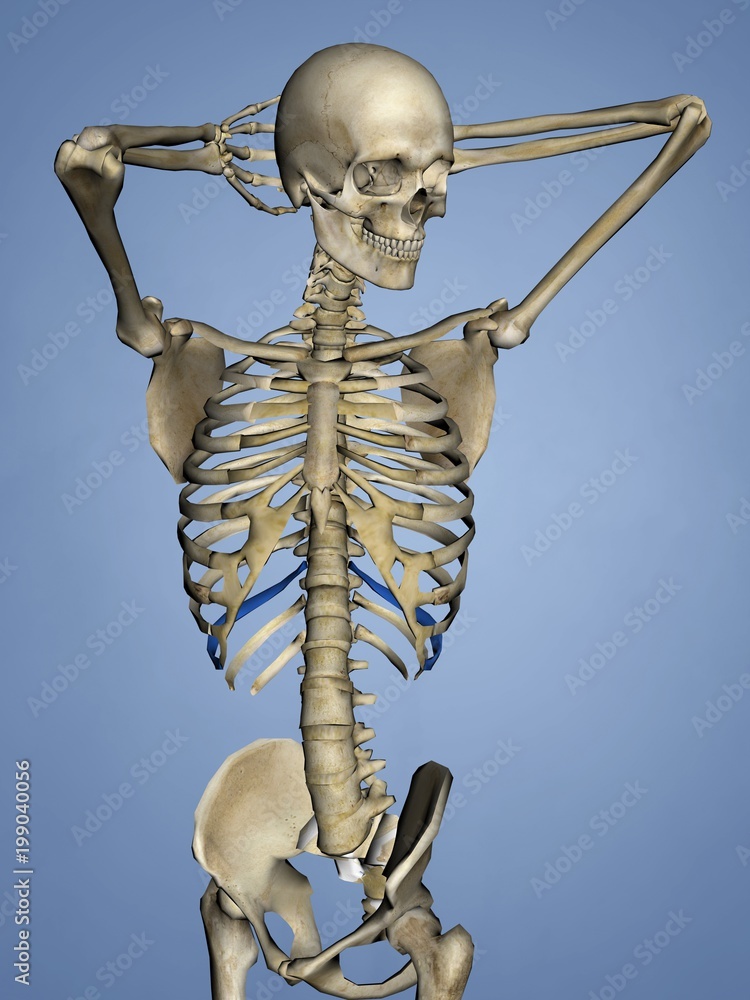 Tenth Rib, Rib Cage, 3D Model Stock Illustration | Adobe Stock