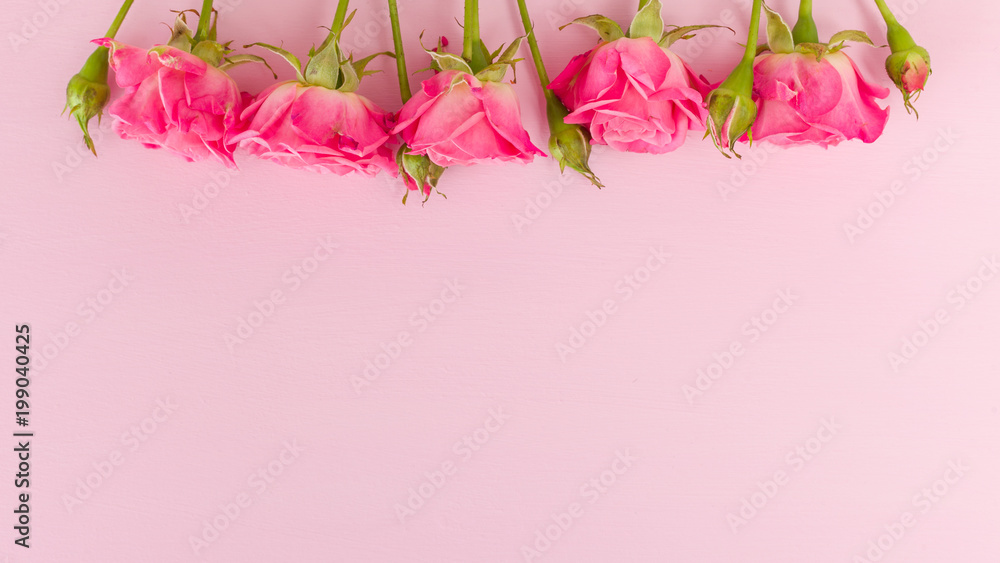 Pink fresh rose branches border and empty space for text isolated on pastel background.