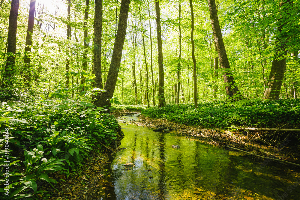Kleiner Fluss fließt durch einen grünen saftigen Wald