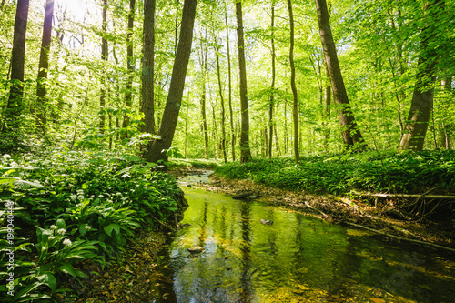 Kleiner Fluss fließt durch einen grünen saftigen Wald © ohenze