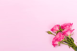 Pink fresh rose branches and empty space for text isolated on pastel background.