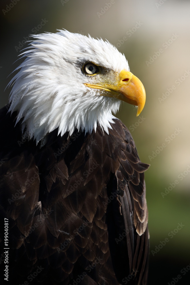 Obraz premium Weisskopf Seeadler American Eagle