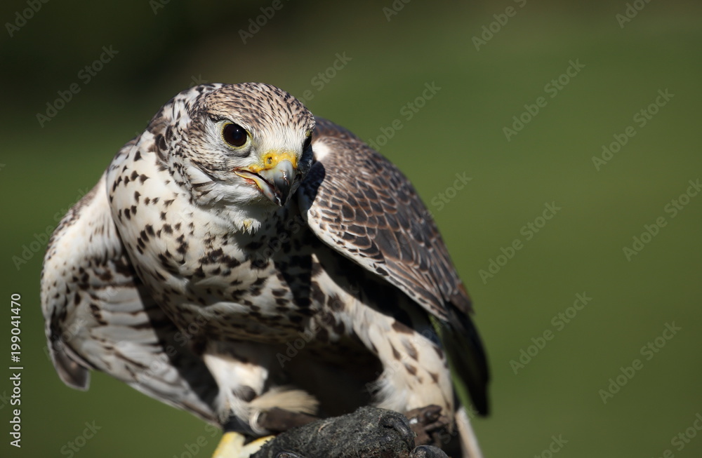 Naklejka premium Falke