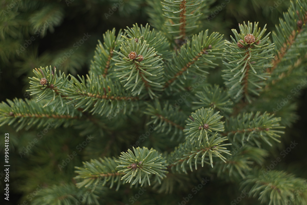 Branches of fir tree, spring in the forest Branches of fir tree, spring in the forest