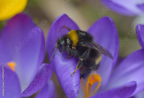 nice bumble bee in the nature