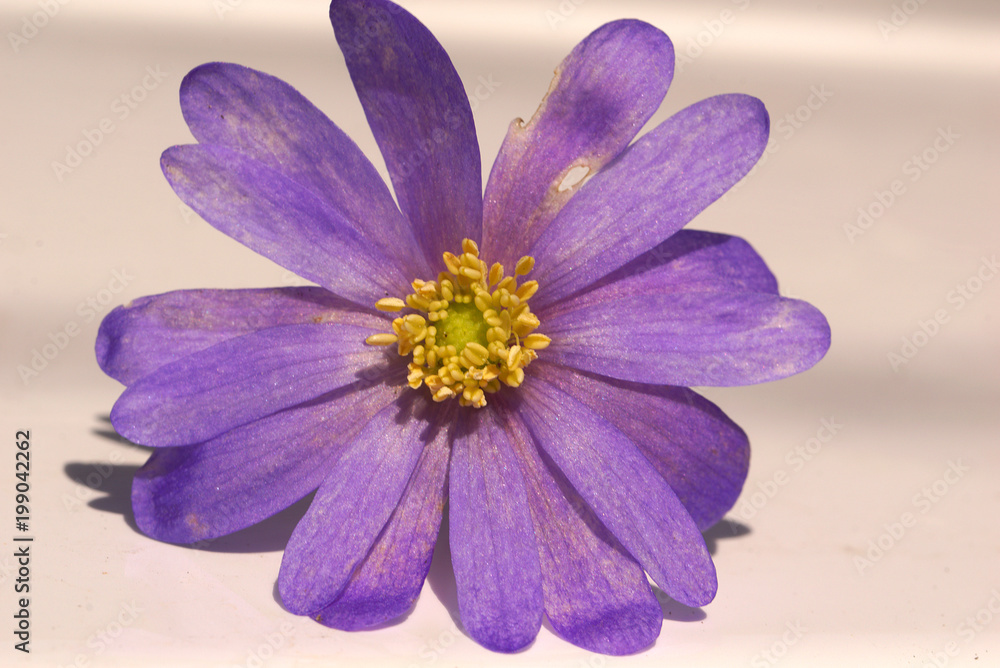 nice purple flower in the garden