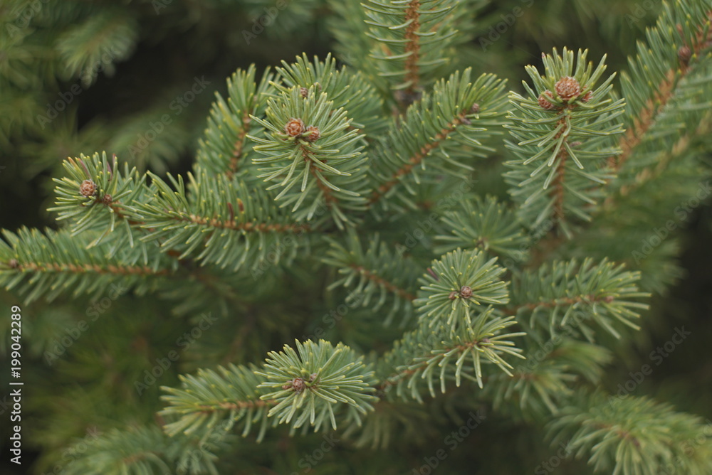 Branches of fir tree, spring in the forest Branches of fir tree, spring in the forest