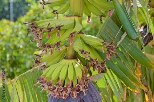 Banana tree in spring