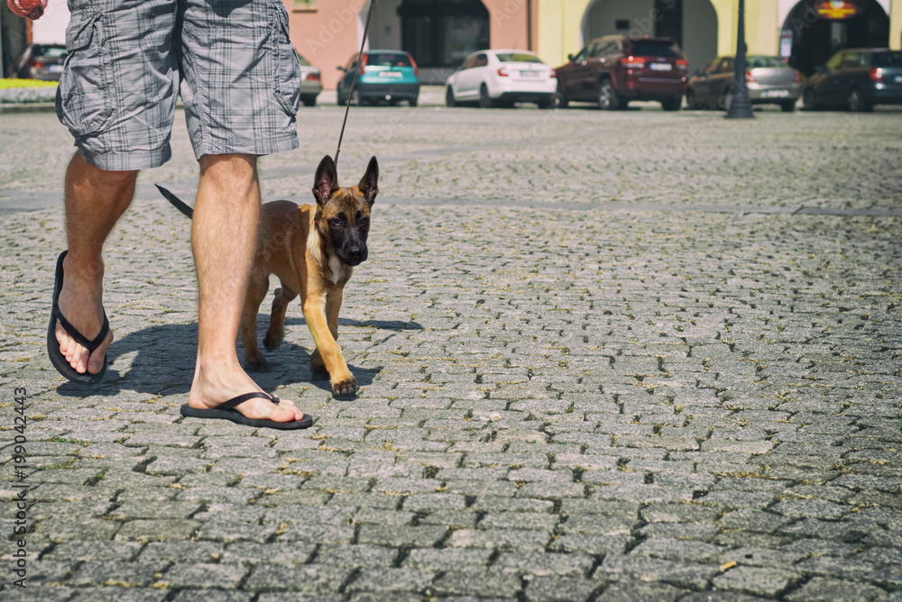 Man is on a walk through the city with his Belgian shepherd puppy