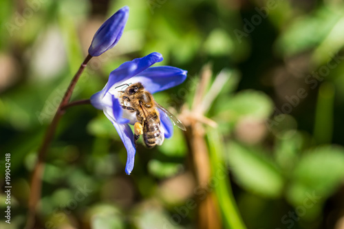 Honigbiene sucht Nektar auf blauer Frühlings Blume